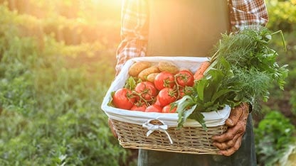 Cesta de tomates, batatas e cenouras transportada por um trabalhador com as mãos sujas